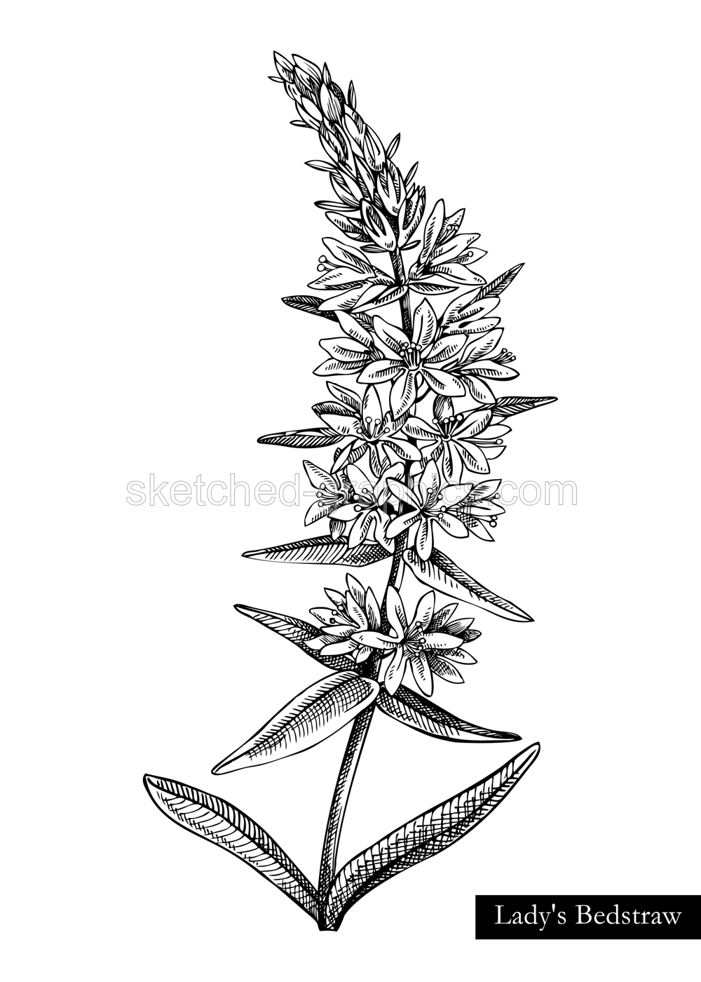 Lady's bedstraw vector illustration. Hand drawn summer flower sketch. Wildflower drawing isolated on white background. Meadows or woodlands flowering plant. Floral design element Illustration